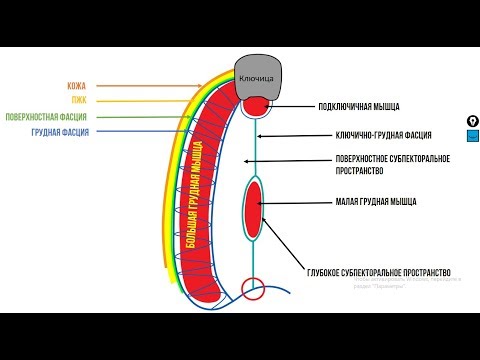 Видео: Подключичная область