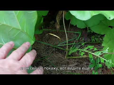 Видео: Кабачки и розы