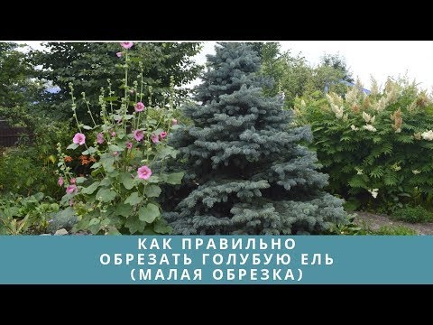 Видео: Как правильно обрезать голубую ель (малая обрезка)