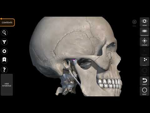 Видео: Рк сұрақтарын талдау.Шықшыт буыны, жалғамала құрылысы, қызметі