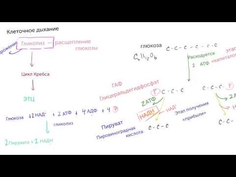 Видео: Гликолиз (видео 5) | Клеточное дыхание| Биология