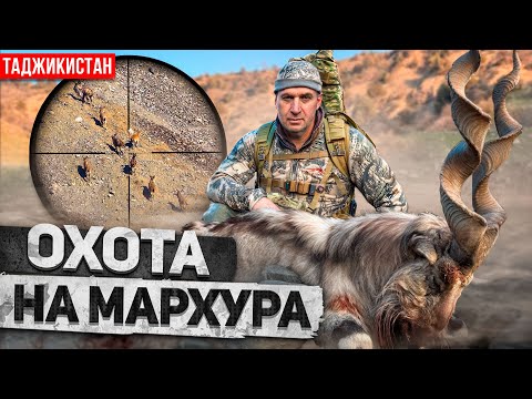 Видео: Трофейная охота в Таджикистане. Бухарский Мархур [4K]