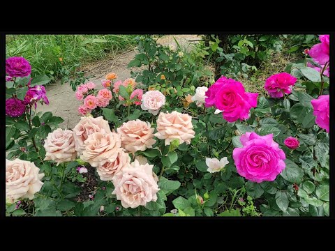 Видео: Розы в цвету❣️Вам трудно подобрать сочетания?