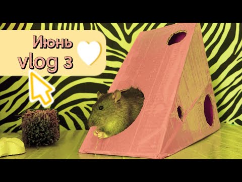Видео: Тестирую новый наполнитель для крыс 🐀 | Шоппинг 🛍