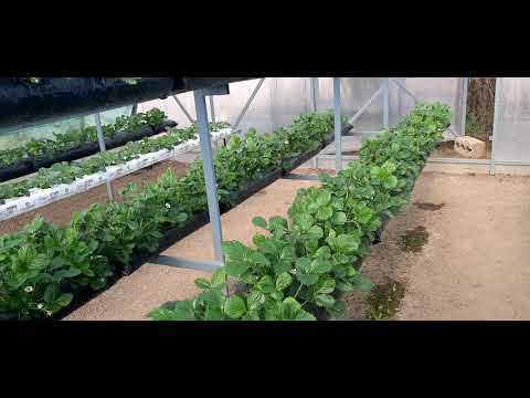 Видео: Основные проблемы выращивания на малообъёмке