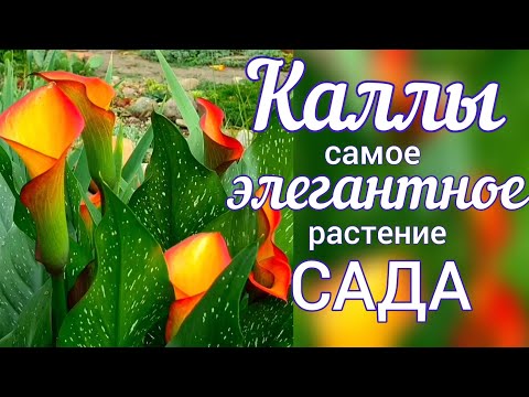 Видео: Садовые КАЛЛЫ . Посадка , уход , выращивание .