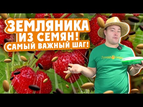 Видео: СТРАТИФИКАЦИЯ И ПОСЕВ СЕМЯН ЗЕМЛЯНИКИ (КЛУБНИКИ)