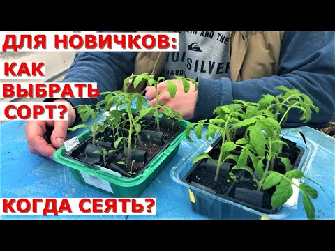 Видео: Первые шаги в ВЫРАЩИВАНИИ ТОМАТОВ