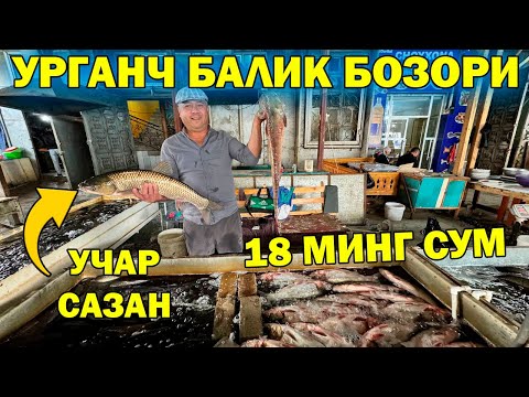 Видео: УРГАНЧ БАЛИК БОЗОР НАРХЛАРИ АРЗОНЧИЛИК. XORAZM URGANCH BALIQ BOZORI