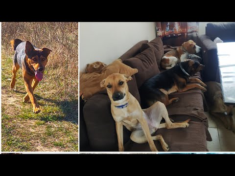 Видео: Забрали собаку из приюта! Год спустя!