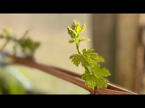 Видео: Беларусь. 21.04.2025. Обзорная по моему винограднику. А кто то и не вызрел.