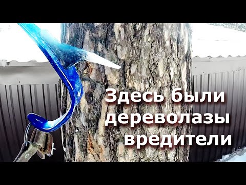 Видео: Не все арбористы одинаково полезны