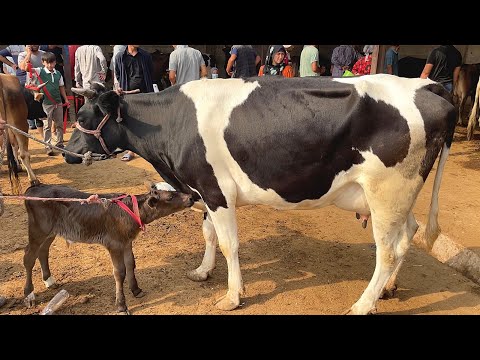 Видео: МОЛБОЗОРИ ХОЧИ ШАРИФ НАРХОИ ИМРУЗА 15 августа 2025 г.