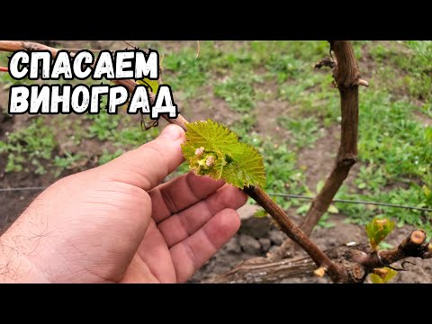 Видео: Срочная помощь от возвратных заморозков на винограднике
