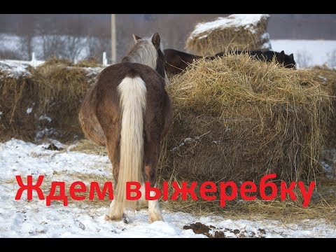 Видео: Завтра выжеребка. Готовимся.