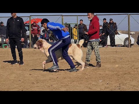 Видео: Турнир поле Ёнгалы - Туркменский Волкодав!