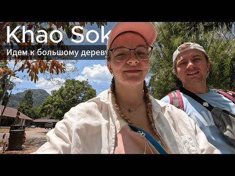 Видео: Заповедник Khao Sok | Не могли найти заправку, Деревни, Огромное дерево в джунглях Phang Nga