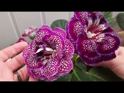 Видео: Глоксинии махровые 18.04.2023.