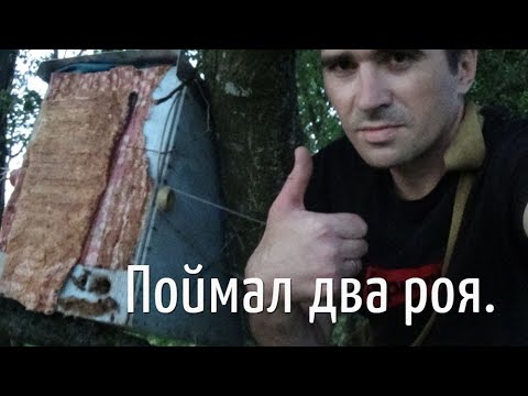 Видео: Ловля бродячих роёв. Поймал два роя.