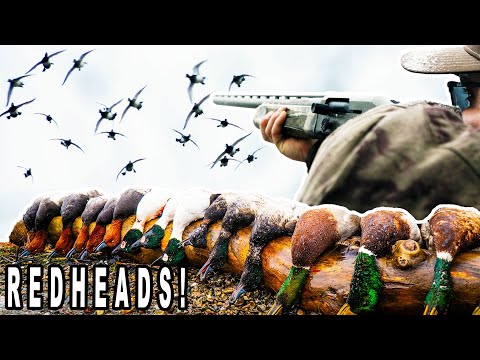 Видео: ОГРОМНЫЕ СТАИ РЫЖИХ КУРИЦ | Охота на уток с дайвером