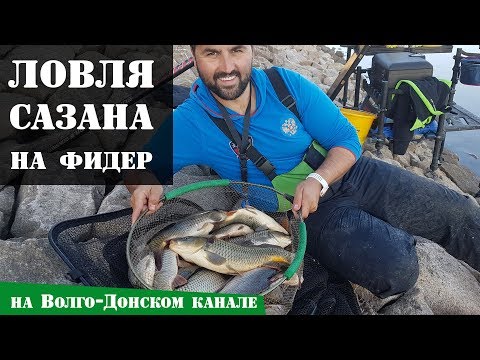 Видео: Ловля сазана на фидер на Волго-Донском канале осенью: Рыболовный дневник