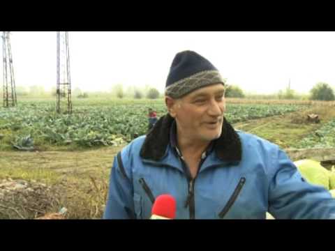 Видео: Българската столица на зелето