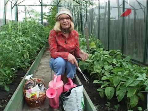 Видео: Лучки Пучки.  Серия 152.  Уход за перцами в теплице.