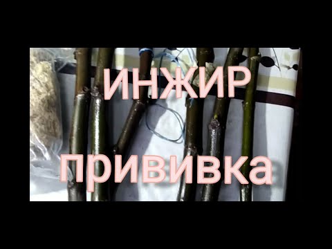 Видео: ИНЖИР. НАСТОЛЬНАЯ,ЗИМНЯЯ ПРИВИВКА.