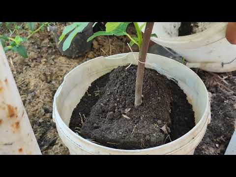 Видео: Посадка інжиру для вирощування комбінованим способом