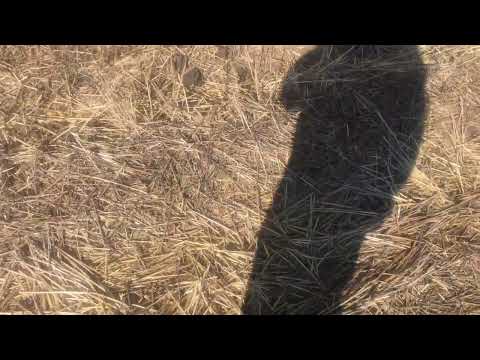 Видео: Давайте порадимось