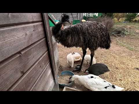 Видео: Куда подевались утки