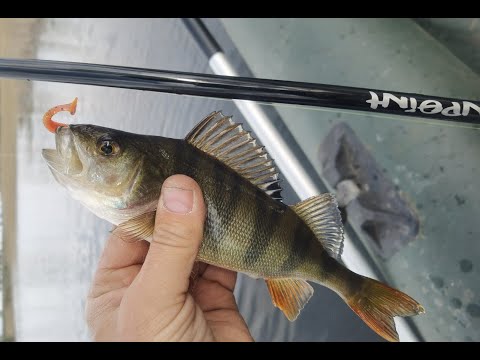 Видео: ВОТ ЭТО ПОКЛЕВКИ! ОКУНЬ НА МИКРОДЖИГ!