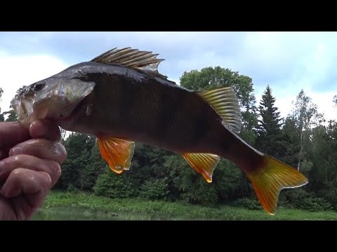 Видео: РЕКА ЛУГА. Рыбалка на Спиннинг. Июль 2020.