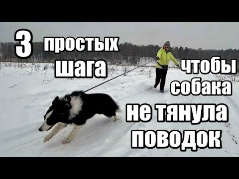 Видео: Как отучить собаку тянуть поводок