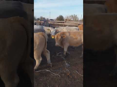 Видео: #крс 