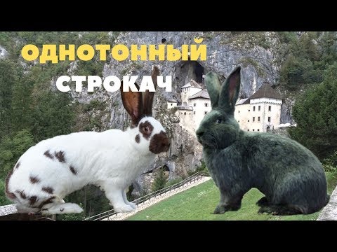 Видео: Однотонные крольчата в окроле строкачей/Немецкий Пёстрый Великан/Предъямский замок Словения