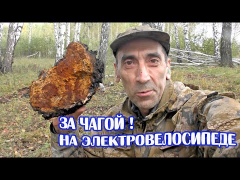 Видео: За чагой! На электровелосипеде