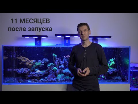 Видео: Риф 2 метра. 11 месяцев после запуска