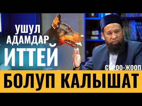 Видео: УШУЛ АДАМДАР ИТТЕЙ  БОЛУП КАЛАТ / СУРОО-ЖООП