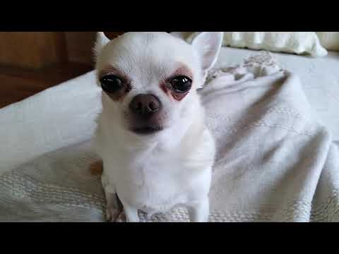 Видео: Комнатные цветы. Фикус Али(размножение).Переделки Фикс прайс