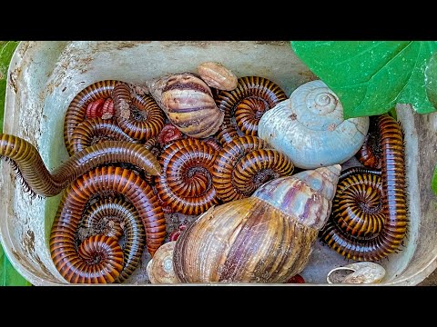 Видео: Вы когда-нибудь видели эту гигантскую многоножку? 😳 Удивительный момент охоты на насекомых в природе