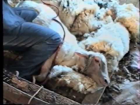 Видео: Стриження овець