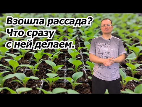 Видео: Первые всходы рассады в разрезанных кассетах- что сразу делаем.