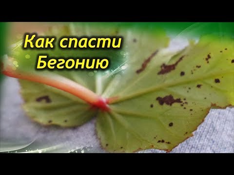 Видео: Как спасти Бегонию? Болезни Бегонии – причины и способы лечения.