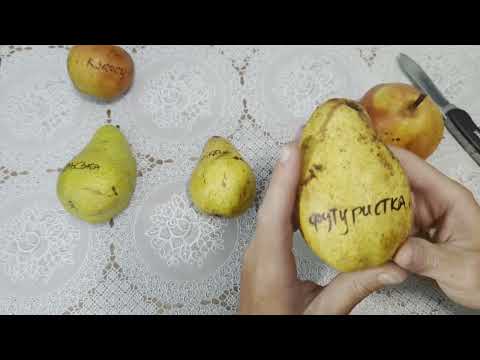 Видео: груші станом на 6 травня 2024р