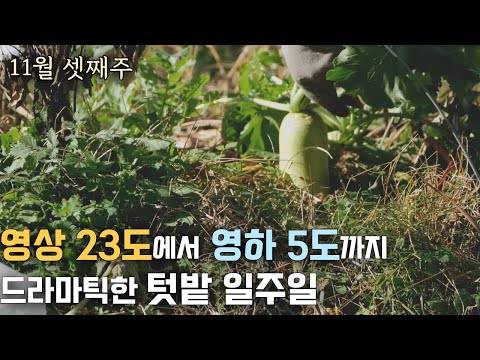 Видео: От 23 градусов до минус 5 градусов ... неделю драматического овощного садоводства