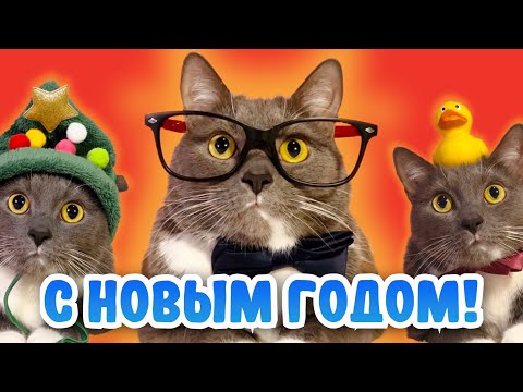 Видео: КОТИКИ ПРАЗДНУЮТ НОВЫЙ ГОД!