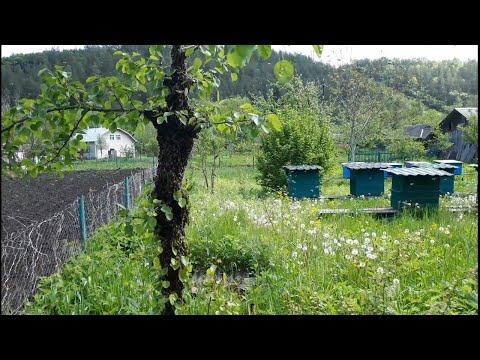 Видео: Чужий рій зловив, а свій тікає
