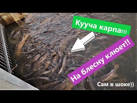 Видео: Сколько же здесь карпа !  Рыбалка в Канаде Delta Beach fishing Как поймать карпа в Канаде ? Нерест