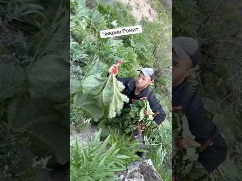 Видео: Чикри кандаки Ромит #fazlmedia #youtubeshorts #2025